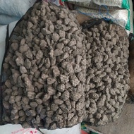 Pumice Pumice Stone 5.5KG mantab Aquarium Filter Media Koi Pond Waring 50x40