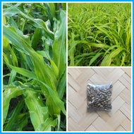 ➔ ✱ ✮ Maramais Forage Grass Seeds