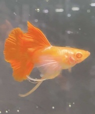 Albino Pink Dumbo Ribbon and Non Ribbon Guppy