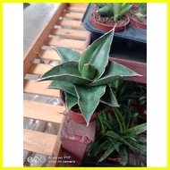 ◕  ●  ╓ Sensevia/Snake Plant 4Sale