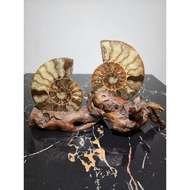 Ammonite Fossil 斑彩螺 (好运螺)