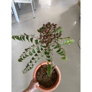 organic fruiting Red vein curry leave Murraya koenigii potted rare special