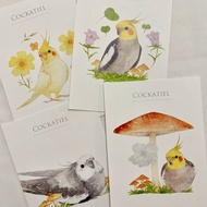 水彩鳥兒明信片 39 玄鳳鸚鵡