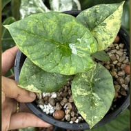 alocasia nebula variegata - 01