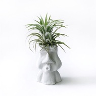 (預購) 人氣熱銷 | 全紅小精靈 空氣鳳梨 可搭配摩艾水泥擺飾