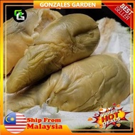 Anak Pokok Durian Tupai King Import Dari Thailand