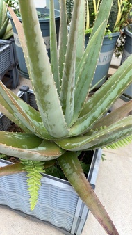美國庫拉索蘆薈（美容、食用）