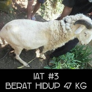 DOMBA QURBAN GARUT GANTENG, TERBAIK, CUKUP UMUR, GEMUK & SEHAT