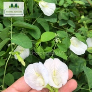 Benih pokok bunga telang putih White butterfly pea seeds clitoria ternatea