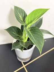🍀鉑金鑽蔓綠絨（Philodendron Birkin）【蔓綠絨的葉子是呈銀灰色的，葉面上有白色和綠色相間的斑紋，非常清新養眼，易種，附送圖中透明自動吸水花盆，方便打理🪴】