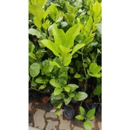 limau bali/pokok limau bali
