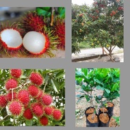 POKOK RAMBUTAN ANAK SEKOLAH HYBRID