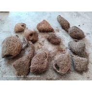 Sarang burung tempua / sarang burung cak raya / sarang burung hiasan / sarang burung gantung / saran