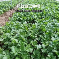 Four Seasons Coriander Seeds Coriander Seeds Balcony Courtyard Potted Plants Daejeons Four Seasons P