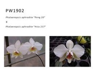 【芃程蘭舍】PW1902 Phal. aphrodite 精選1.5吋實生苗