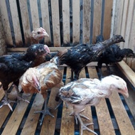 Sepasang Ayam Pelung Terbaik Asli Cianjur (2 Bulan) Berkualitas