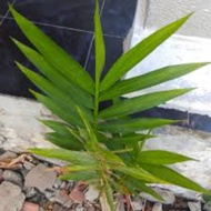 Anak Pokok Bonglai Herba