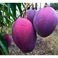 POKOK MANGGA IRWIN HYBRID