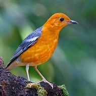 Burung Anis Merah trotolan Jantan Ring Singaraja bunyi riwikan pilihan