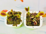 帶花 超靚紅色食人魚捕蠅草 Dionaea 'Red  Piranha'】稀有紅夾 Venus Flytrap 食肉植物 兩盆特價 捕蠅草 Venus Fly Trap 捕蠅草  食蟲植物