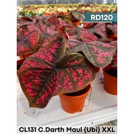 keladi darth maul /caladium darth maul