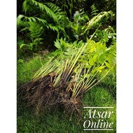 Anak benih pucuk pakis / Paku Pakis / Sayur Kampung (10 pokok Seikat) / Vegetable fern (Diplazium es