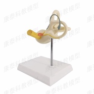 Inner ear anatomic model cochlear semicircular canal bony labyrinth membranous labyrinth eardrum ear