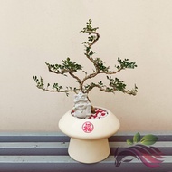 [Bonsai] Mini bonsai rosita deco garden real live plant 一粒金盆栽植物 by LS Group