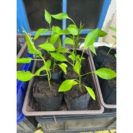 Anak Pokok Cili Sakata 461