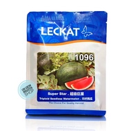 (20gm) +-250 Biji F1 Super Star 1096 Tembikai Tanpa Biji  Benih Leckat / Seedless Watermelon
