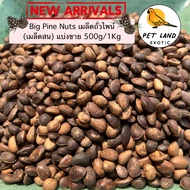 🌲Pine Nut ไพน์นัท(ถั่วเมล็ดสน) สำหรับนกแก้ว กระรอก หนูแฮมเตอร์ แบ่งขาย 500g/1 kg