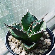 龍舌蘭 嚴龍 鳳凰騎士