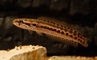 Channa Bankanesis/Ornamental fish/Freshwater/Readystock