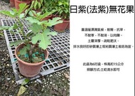 心栽花坊-日紫無花果/法紫無花果/6吋/無花果/水果苗/售價180特價150