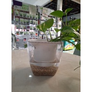 Transparent Self Watering Pot