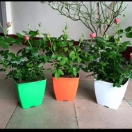 Square plastic pot 25x25
