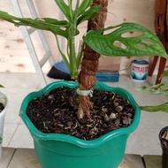 janda bolong monstera daun 10/janda bolong +pot