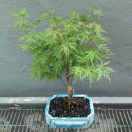 Laceleaf Japanese Maple (Acer palmatum var. dissectum) bonsai