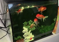 Fluval Aquarium fish tank with LED Lighting