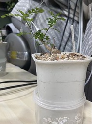 列加氏漆樹