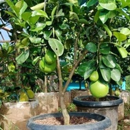 bibit jeruk Bali pamelo pohon jeruk Bali buah jeruk bali
