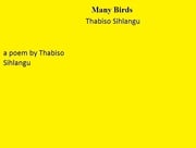 Many Birds Thabiso Sihlangu