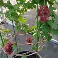Pohon Anggur Jenis Ninel Berbuah/ Bibit Anggur Ninel Sudah Berbuah