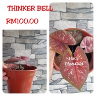 Keladi Thinker Bell/ Imported thai caladium Hybrid (saiz pokok seperti didalam gambar)