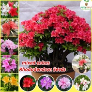 Singapore Ready Stock 50pcs Mixed Color Rhododendron Flower Seeds Azalea Plants Bonsai Seeds for Pla