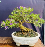 Cây linh sam 86 bonsai để bàn kèm chậu Bát Tràng