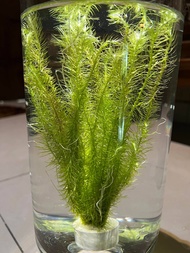 Aquatic Plant High Quality Buy 4 Free 1 / Aquarium Water Plants / Ready Stock