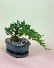 junifer Japanese bonsai live plant stable and outdoor plants