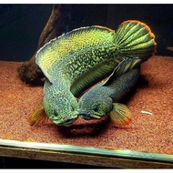 SALE!Channa Barca (BABY) 5-7CM Berkualitas Super 100%Original