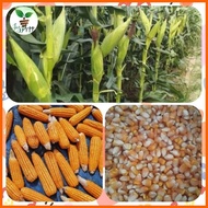 ∞ ◫ ➢ HYBRID CORN Hybrid Corn Seeds Dekalb/Pioneer (1KILO) FEEDS CORN(BINHI)1KILO DEKALB/PIONEER